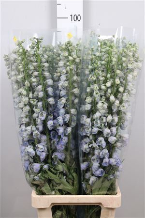<h4>Delphinium DU 'Guardian Lavender'</h4>