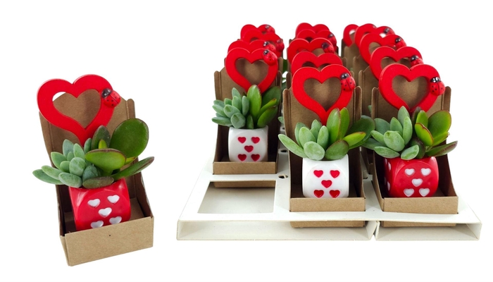 <h4>Arr.  Succulents L%</h4>