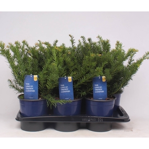 Taxus Baccata Repandens