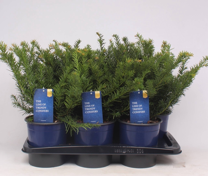 <h4>Taxus Baccata Repandens</h4>