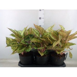 Aglaonema   ...