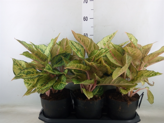 <h4>Aglaonema   ...</h4>