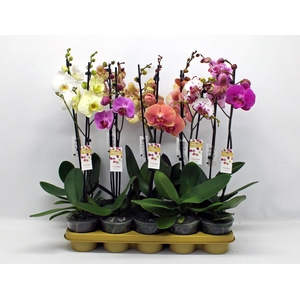 Gemengd 1-tak 60 cm (GROEN)