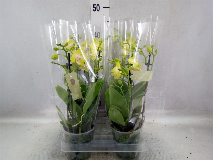 Phalaenopsis multi.   ...yellow