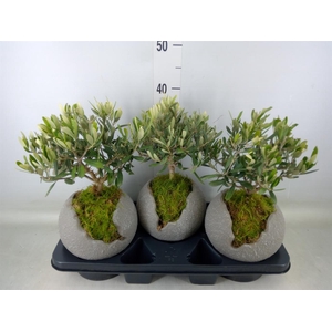 Arr.   Tuinplanten H%