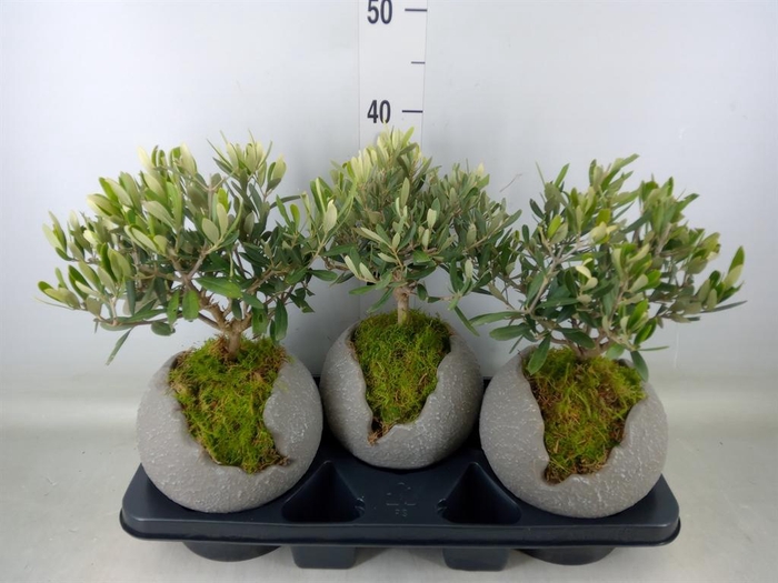 <h4>Arr.   Tuinplanten H%</h4>