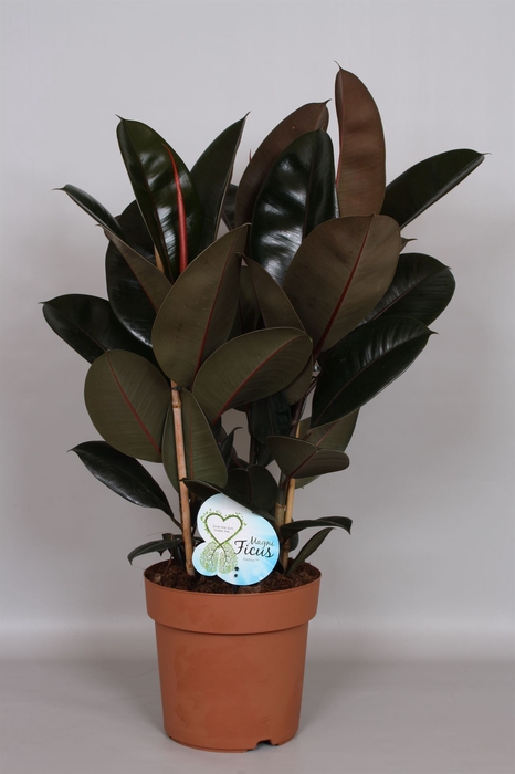 <h4>Ficus elastica 'Abidjan'</h4>