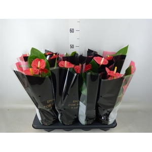 Anthurium andr. 'Madural'