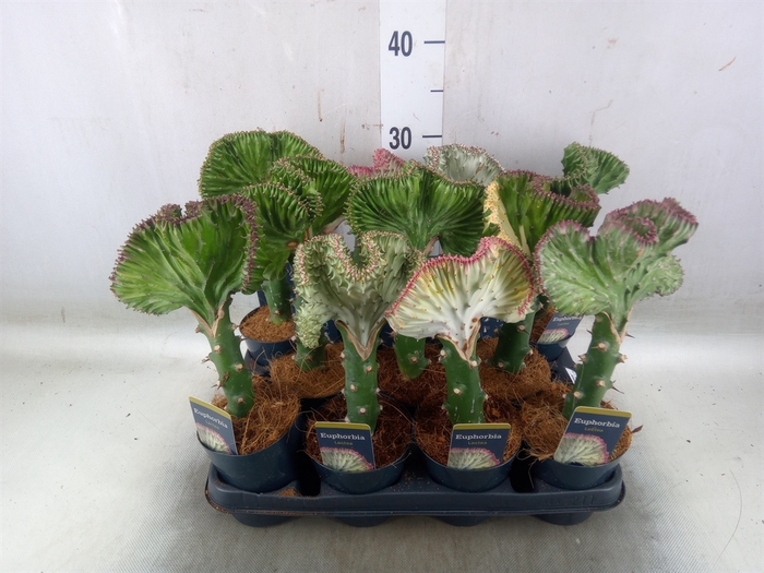 <h4>Euphorbia lactea 'Cristata'</h4>