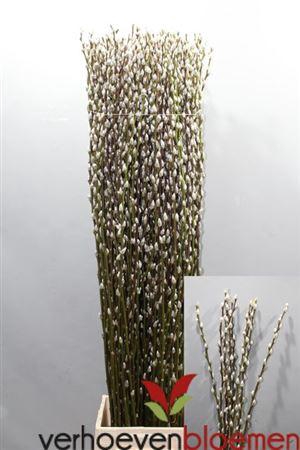 <h4>Salix Ca Snow Flake</h4>