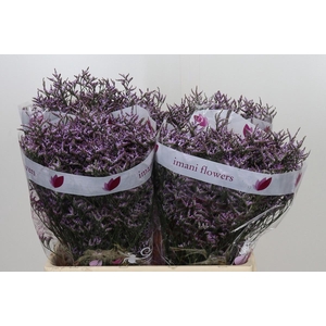 LIM SAF LILAC