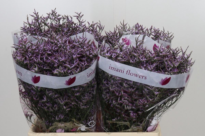 <h4>LIM SAF LILAC</h4>