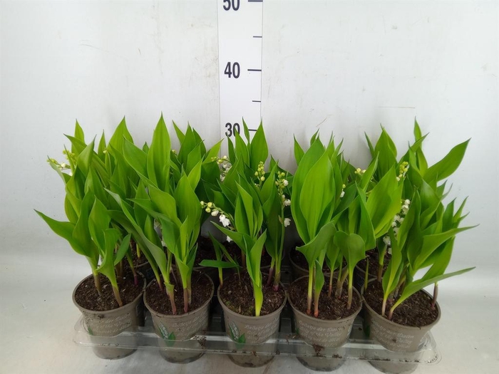 <h4>Convallaria majalis</h4>