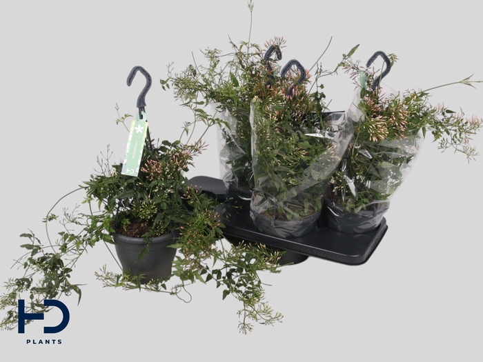 <h4>JASM POLYANTHUM WIT</h4>