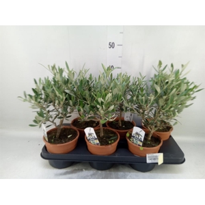 Olea europaea