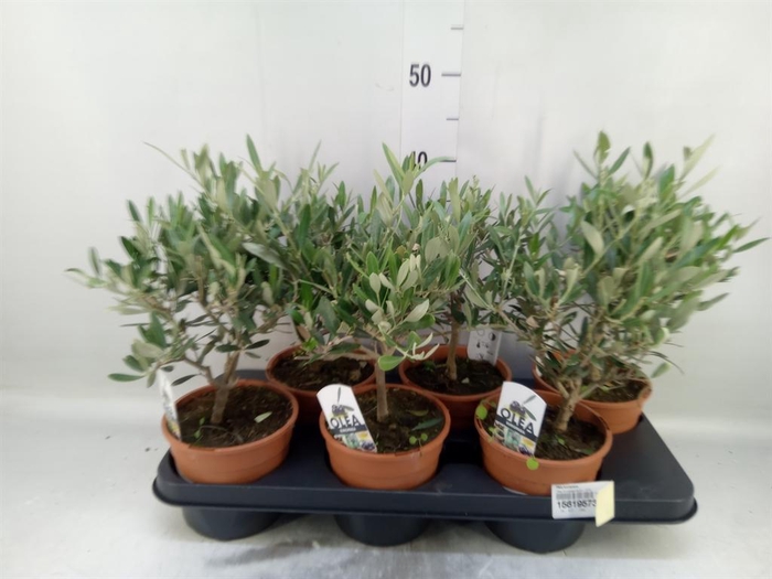 <h4>Olea europaea</h4>