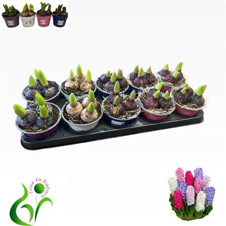 <h4>Hyacin Gem 4 Kl</h4>