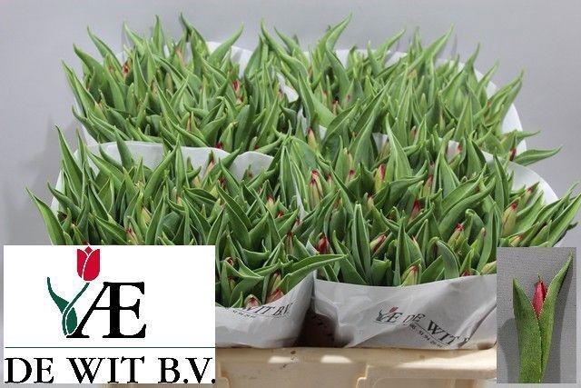 <h4>TU EN CHEIROSA</h4>