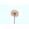 Dried Bleached Dandelion Regular Red