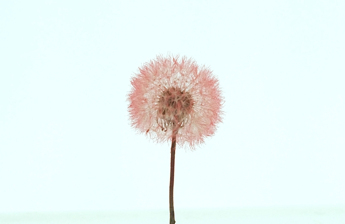 <h4>Dandelion XS Preserved Red</h4>