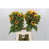 Helianthus Orange Fire