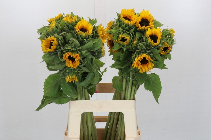 Helianthus Orange Fire