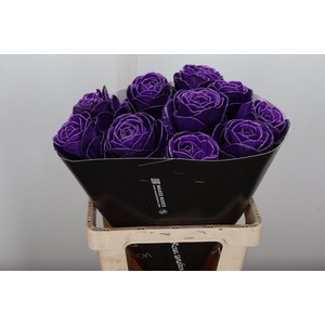 Brassica Wx (ex) Paars