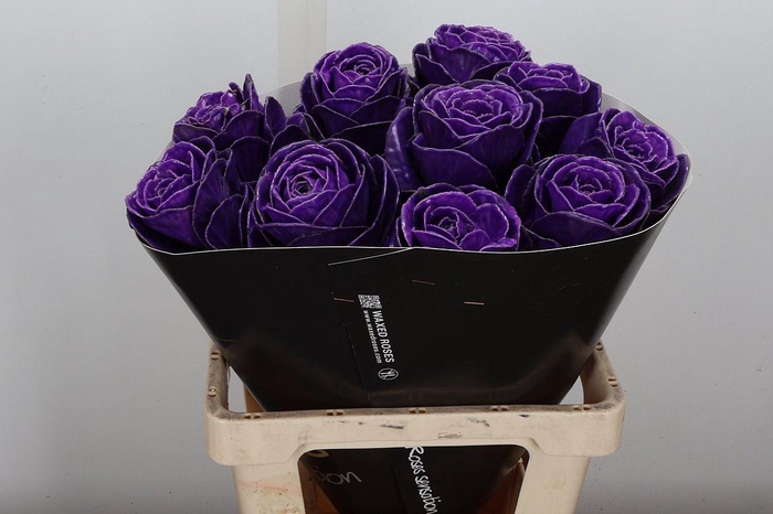 <h4>Brassica Wx (ex) Paars</h4>