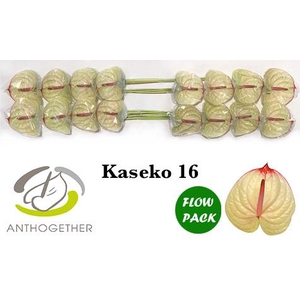 Anthurium Kaseko