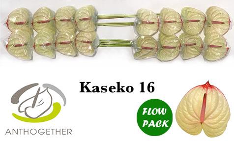 <h4>Anthurium Kaseko</h4>