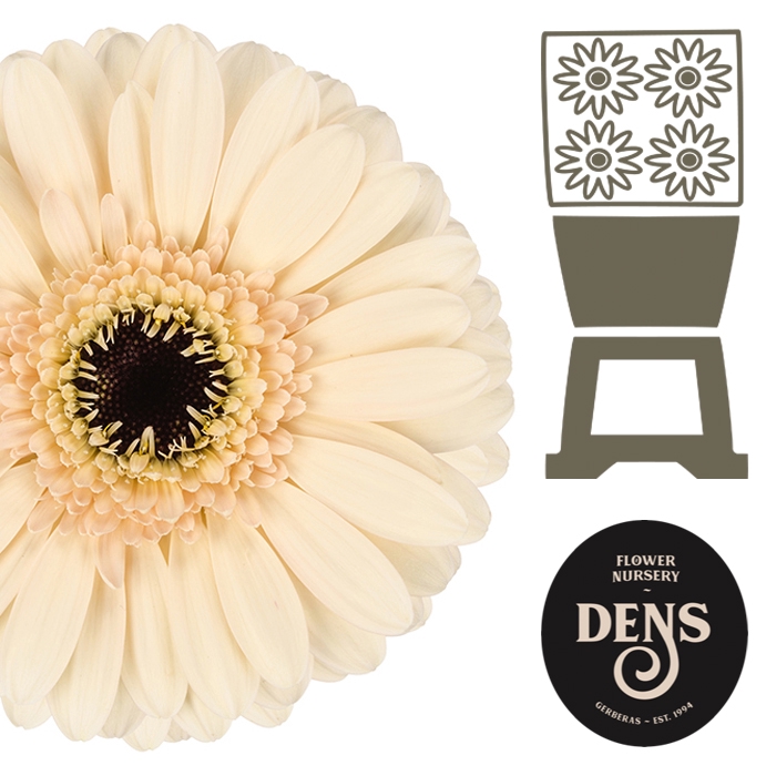 <h4>Germini Cafe Diamond</h4>