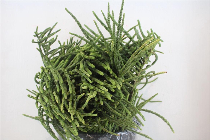 <h4>Araucaria Araucana P Bunch</h4>