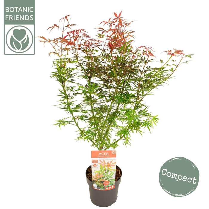 <h4>Acer palm. 'Jerre Schwartz'</h4>