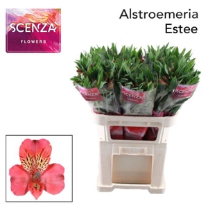 Alstr Estee