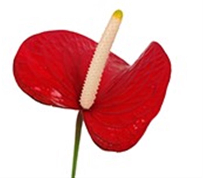 <h4>Anth A Red Bull</h4>