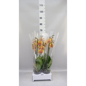 Phalaenopsis   ...orange