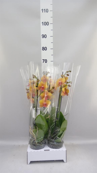 <h4>Phalaenopsis   ...orange</h4>