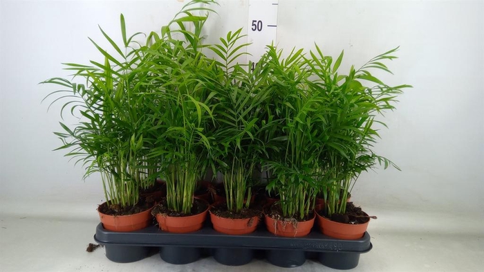 <h4>Chamaedorea elegans</h4>
