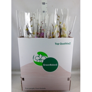 Phalaenopsis   ...mix