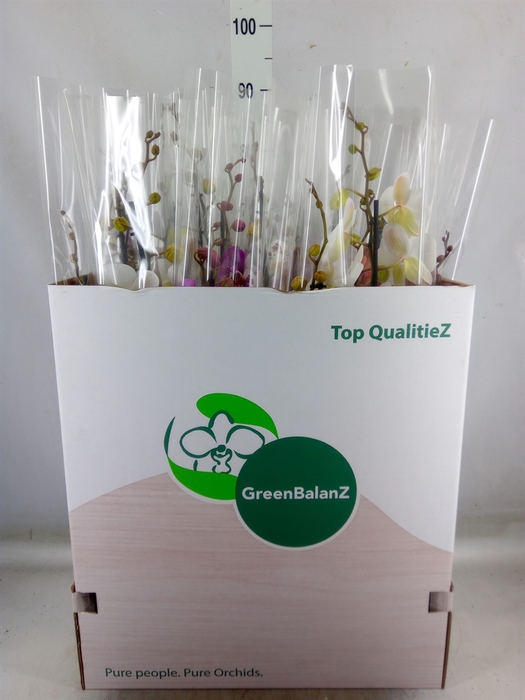 <h4>Phalaenopsis   ...mix</h4>