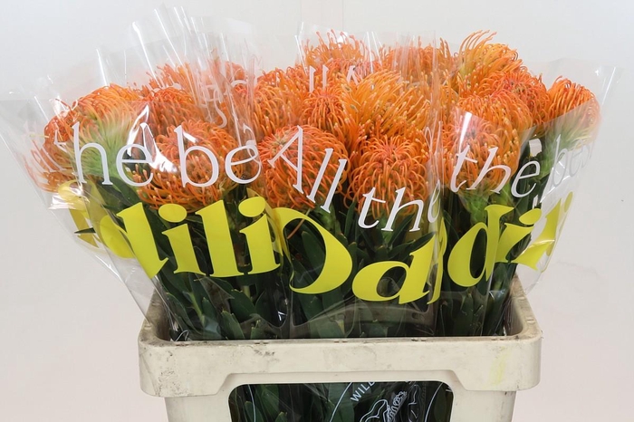 <h4>Nutans Ayoba Peach</h4>