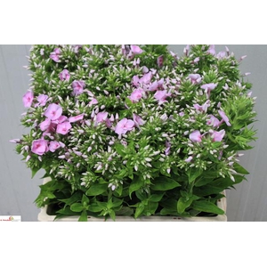 PHLOX P FONDANT FANC