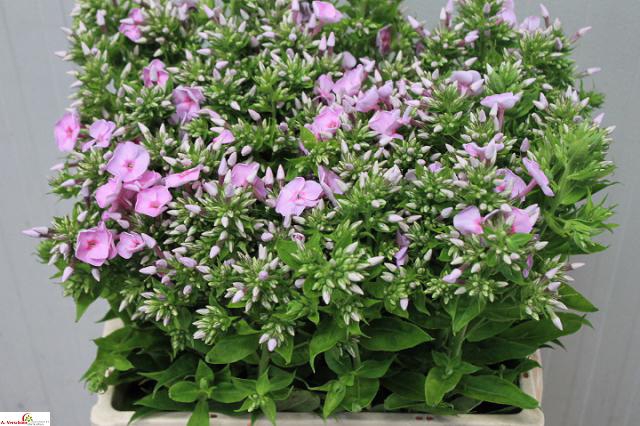 PHLOX P FONDANT FANC