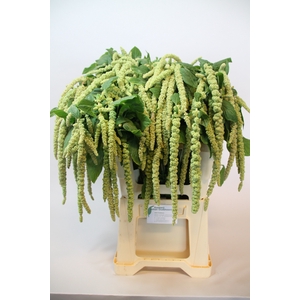 AMAR CA GREEN CORD