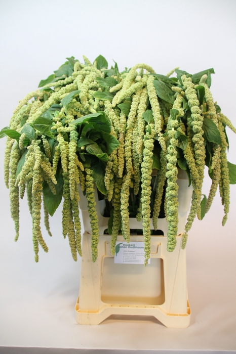 <h4>AMAR CA GREEN CORD</h4>