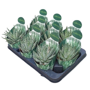 ALOE HUMILIS