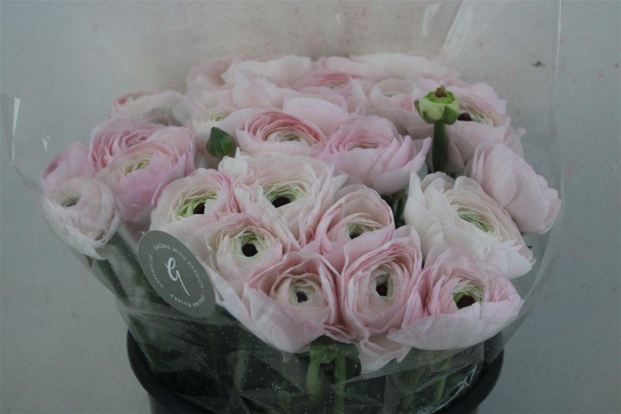 <h4>Ran Cloni Sup Dream</h4>