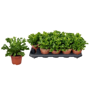Asplenium antiquum 'Leslie'