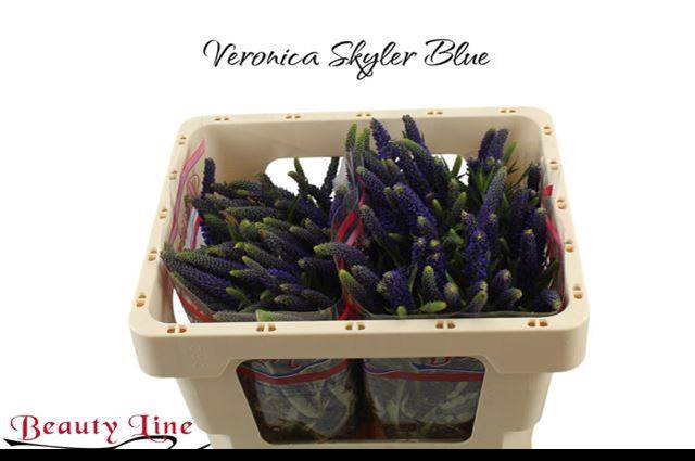 <h4>VERON L SKYLER BLUE</h4>