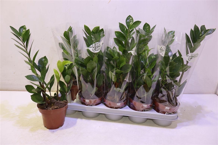 <h4>Zamio Zamiifolia</h4>